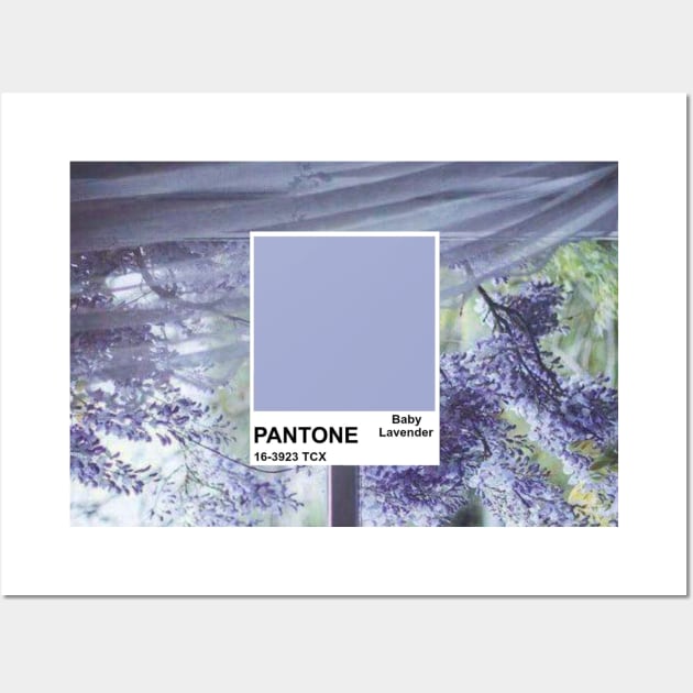 Baby lavender color cheap